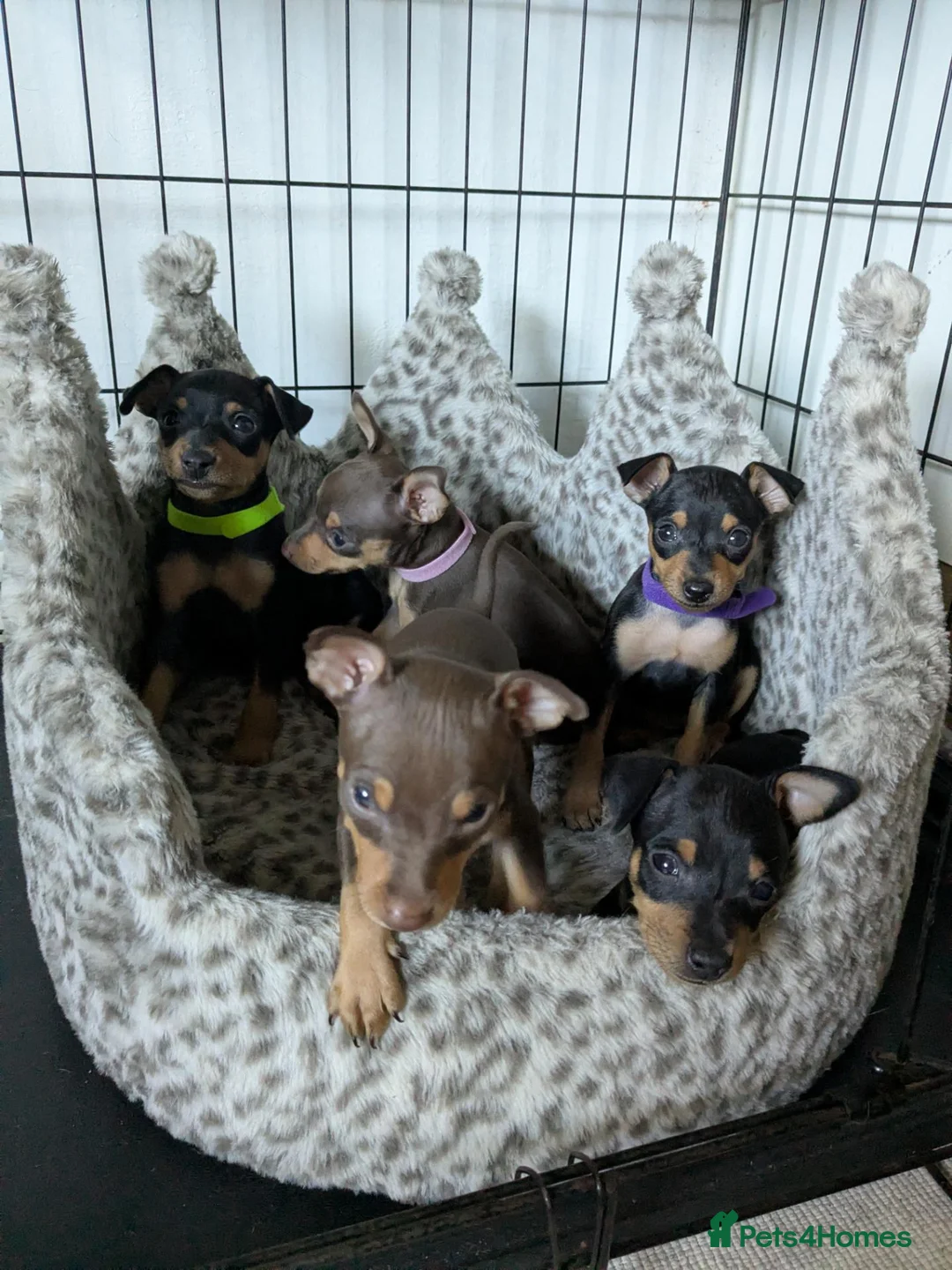 Miniature Pinscher dogs for sale: Miniature Pinscher Pups seen with mum & dad  in Market Drayton - Advert 1