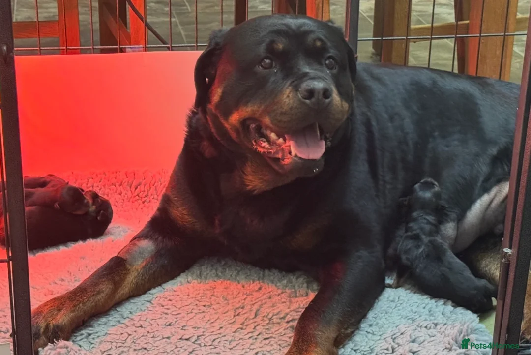 Rottweiler dogs for sale: Gorgeous Rottweiler puppies  - Advert 2