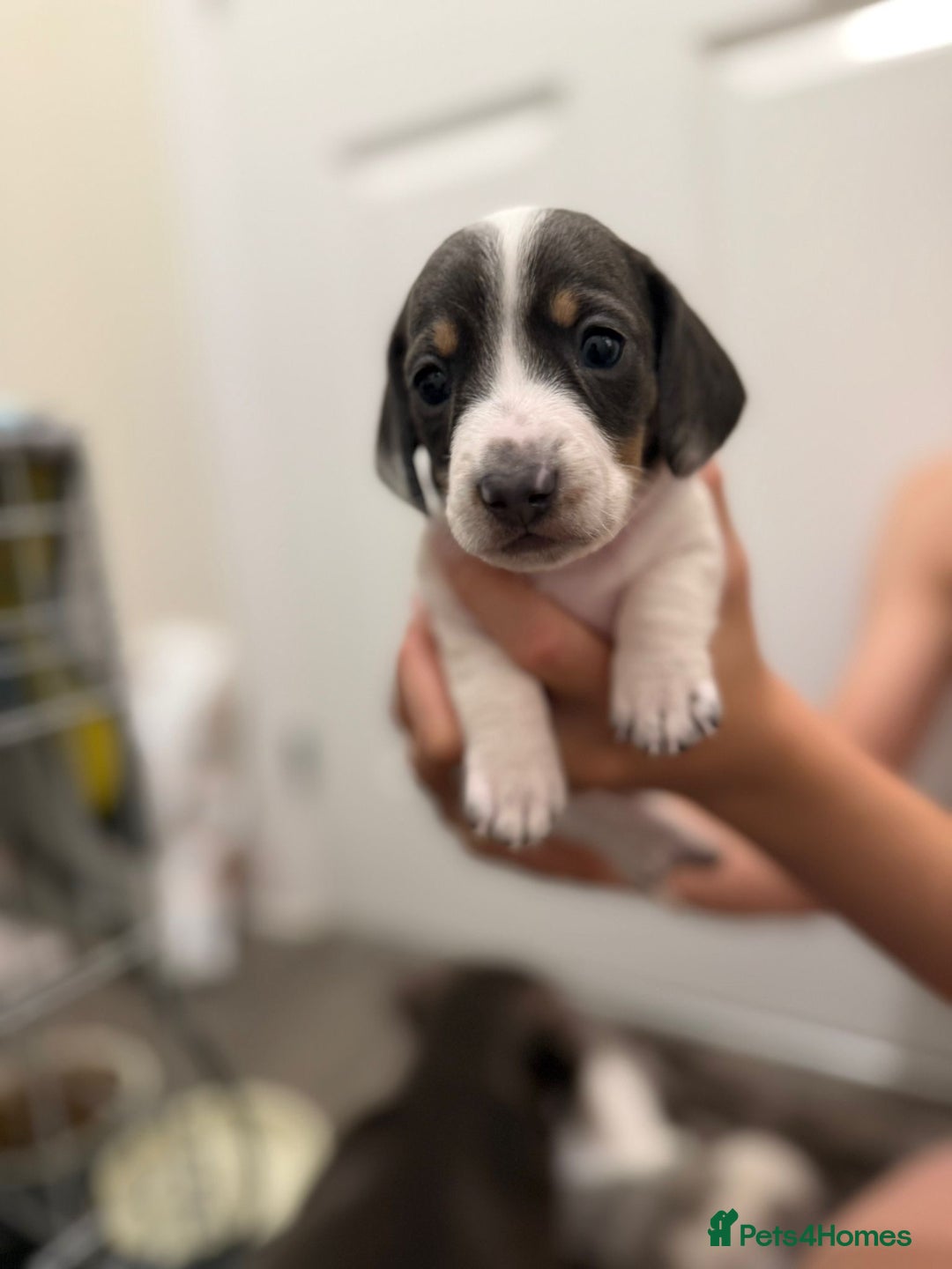 Miniature Dachshund dogs for sale: 4 MINIATURE DACHSHUND PUPPIES 🤍  - Image 7