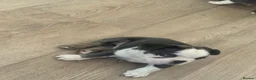 French Bulldog dogs for sale: Husky Pink Frenchies  - Advert 8