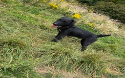 Patterdale Terrier dogs for sale: Male Patterdale terrier  - Image 2
