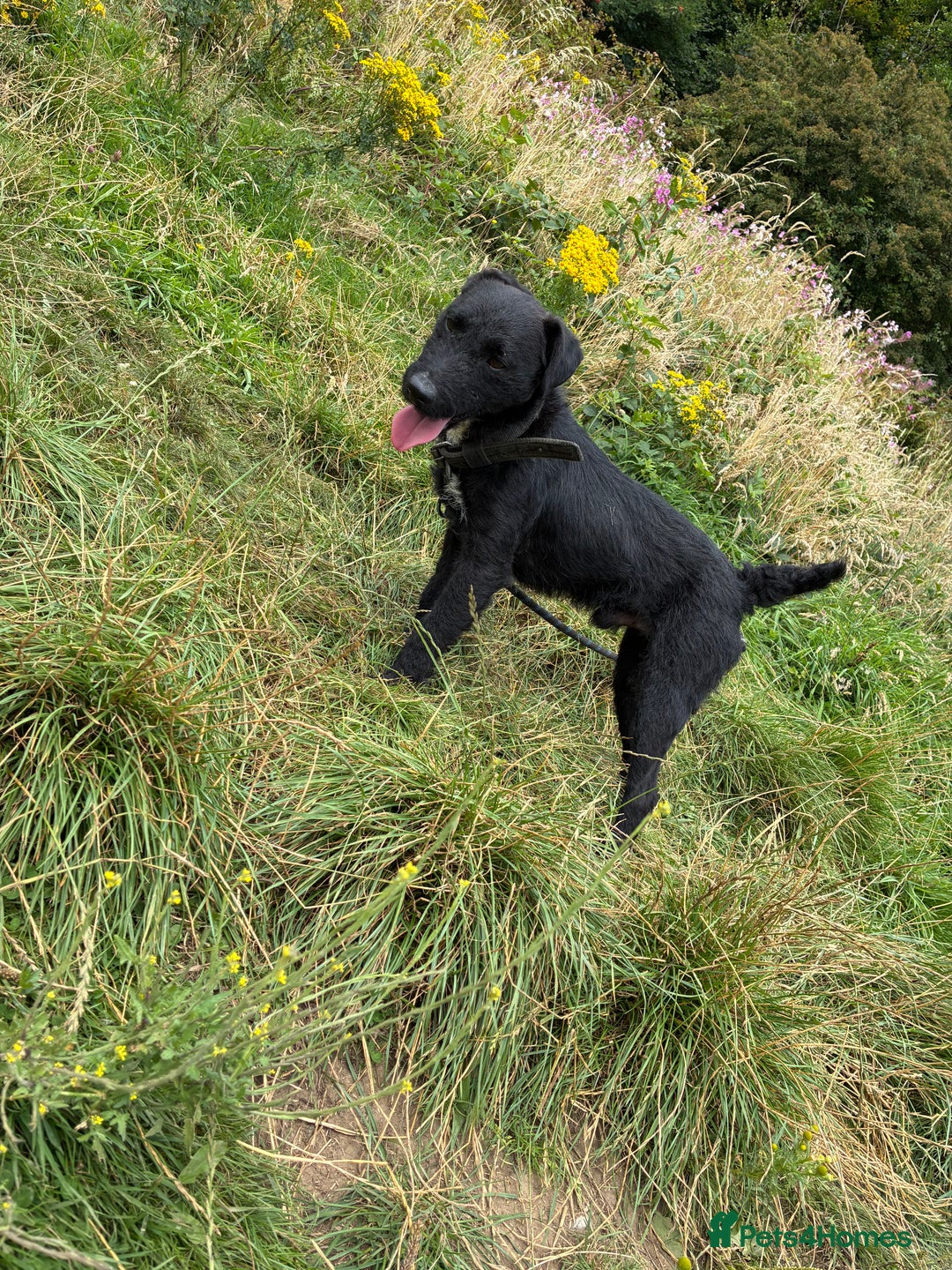 Patterdale Terrier dogs for sale: Male Patterdale terrier  - Image 2