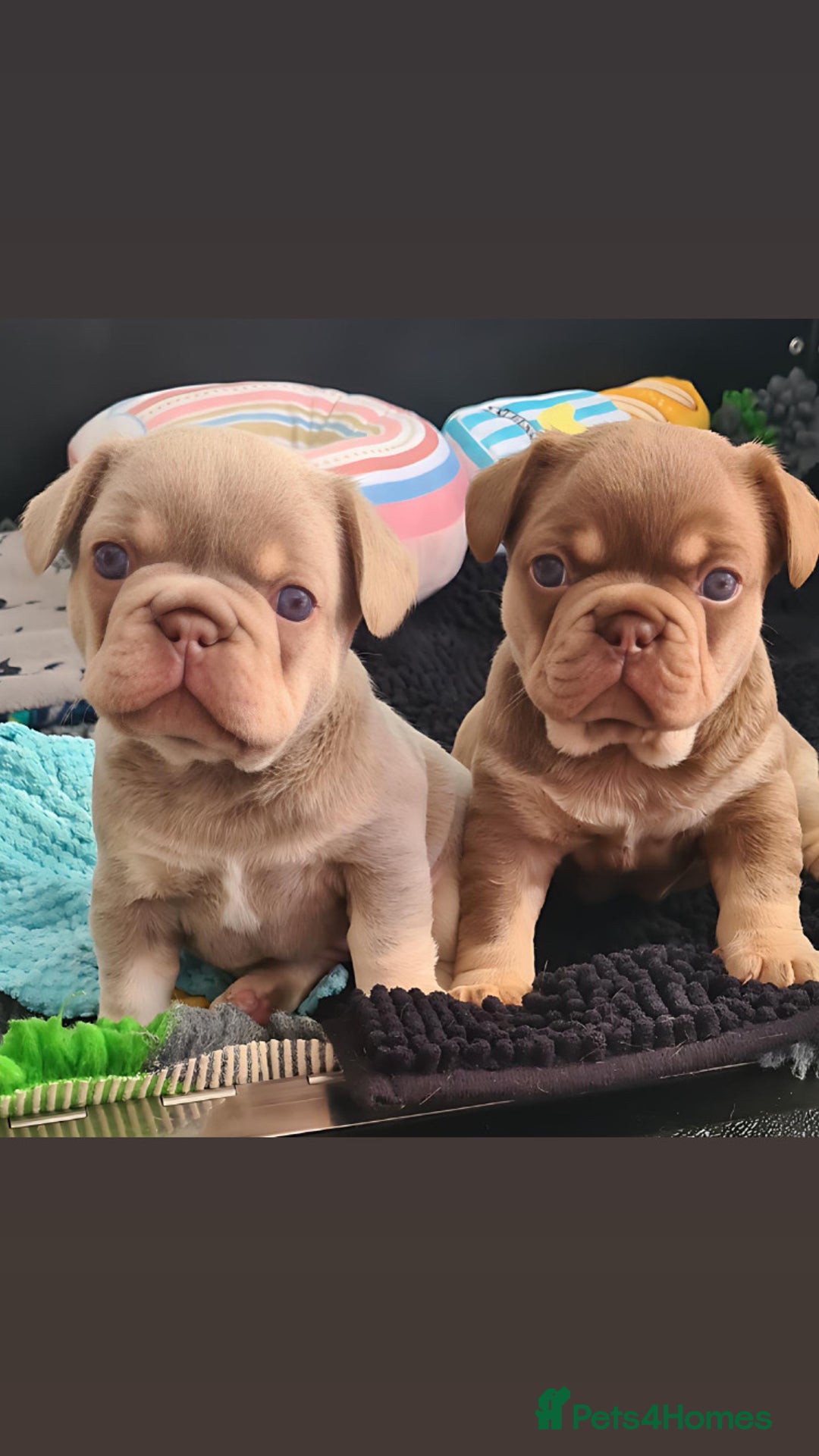 French Bulldog dogs for stud: 🐾⭐️New Shade Rojo tan RFG 0, 6 panel clear⭐️🐾 in Birmingham - Image 10