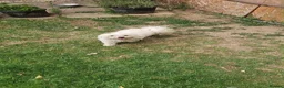Maltese dogs for sale: Urgent Adoption: 6-Year-Old Maltese in Hemel Hempstead - Advert 2