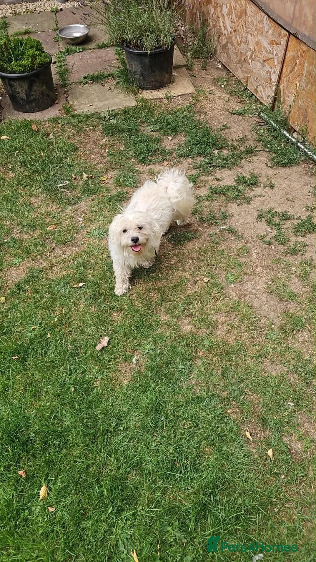 Maltese dogs for sale: Urgent Adoption: 6-Year-Old Maltese in Hemel Hempstead - Advert 2