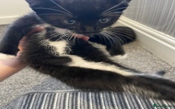Mixed Breed cats for sale: 5 Kittens for sale  - Image 7