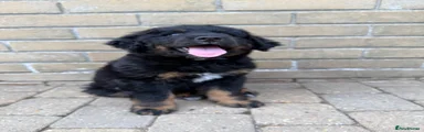 Bernedoodle- Black and Tan 