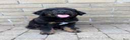 Bernedoodle dogs for sale: 2 gorgeous bernedoodle puppies available😍 - Advert 12