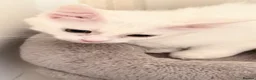 Turkish Van cats for sale: Turkish Van Kittens – Ready for Loving Homes - Advert 19