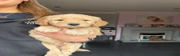 Mini Goldendoodle dogs for sale: F2 golden doodle miniature/medium puppies - Advert 7