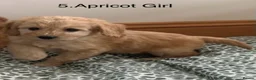 Cockapoo dogs for sale: Beautiful Cockapoo F1 puppies  - Advert 10