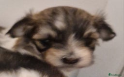 Havanese dogs for sale: Stunning KC Registered Havenese babies available.  - Image 10