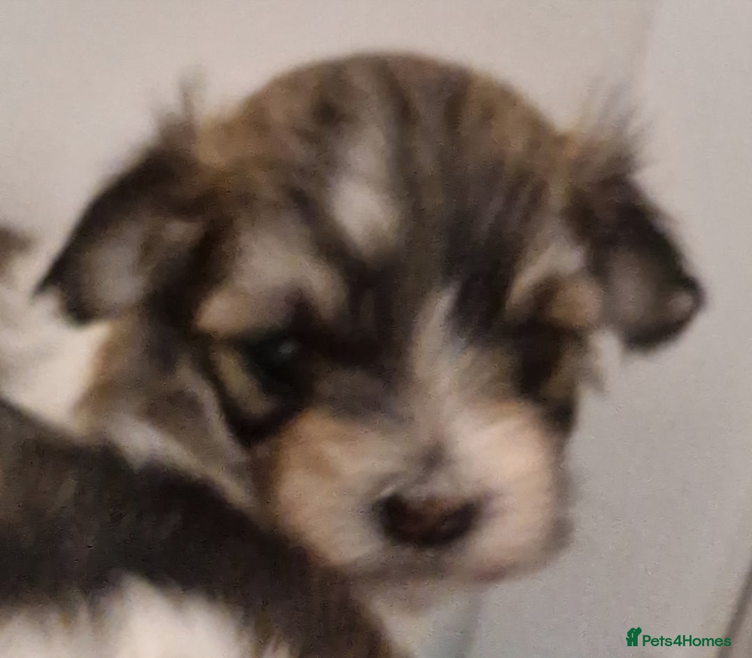 Havanese dogs for sale: Stunning KC Registered Havenese babies available.  - Image 10