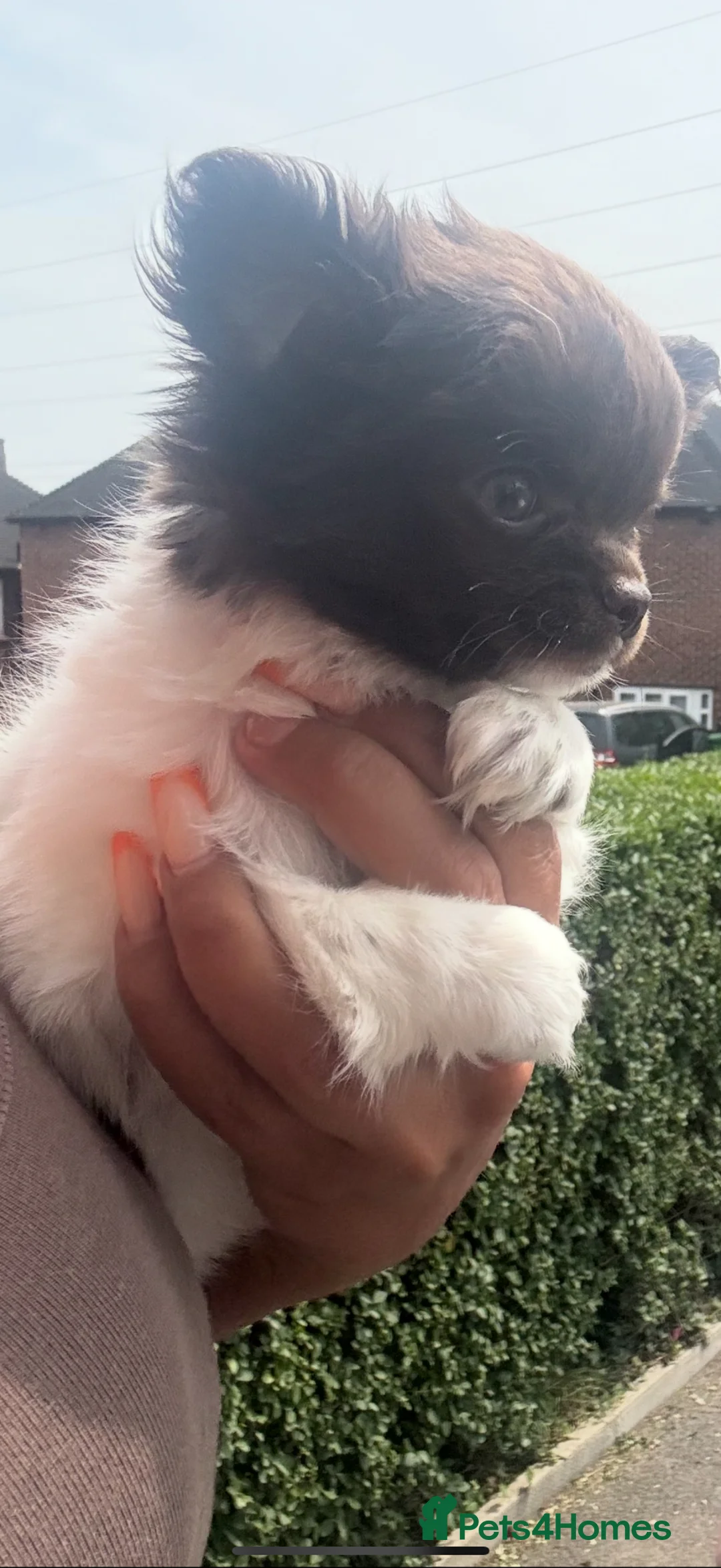 Chihuahua dogs for sale:  Beautiful tiny chihuahua  - Advert 1