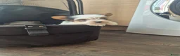Biewer Terrier dogs for sale: 4 beautiful Yorkshire Biewer terrier puppies in Blackpool - Advert 9