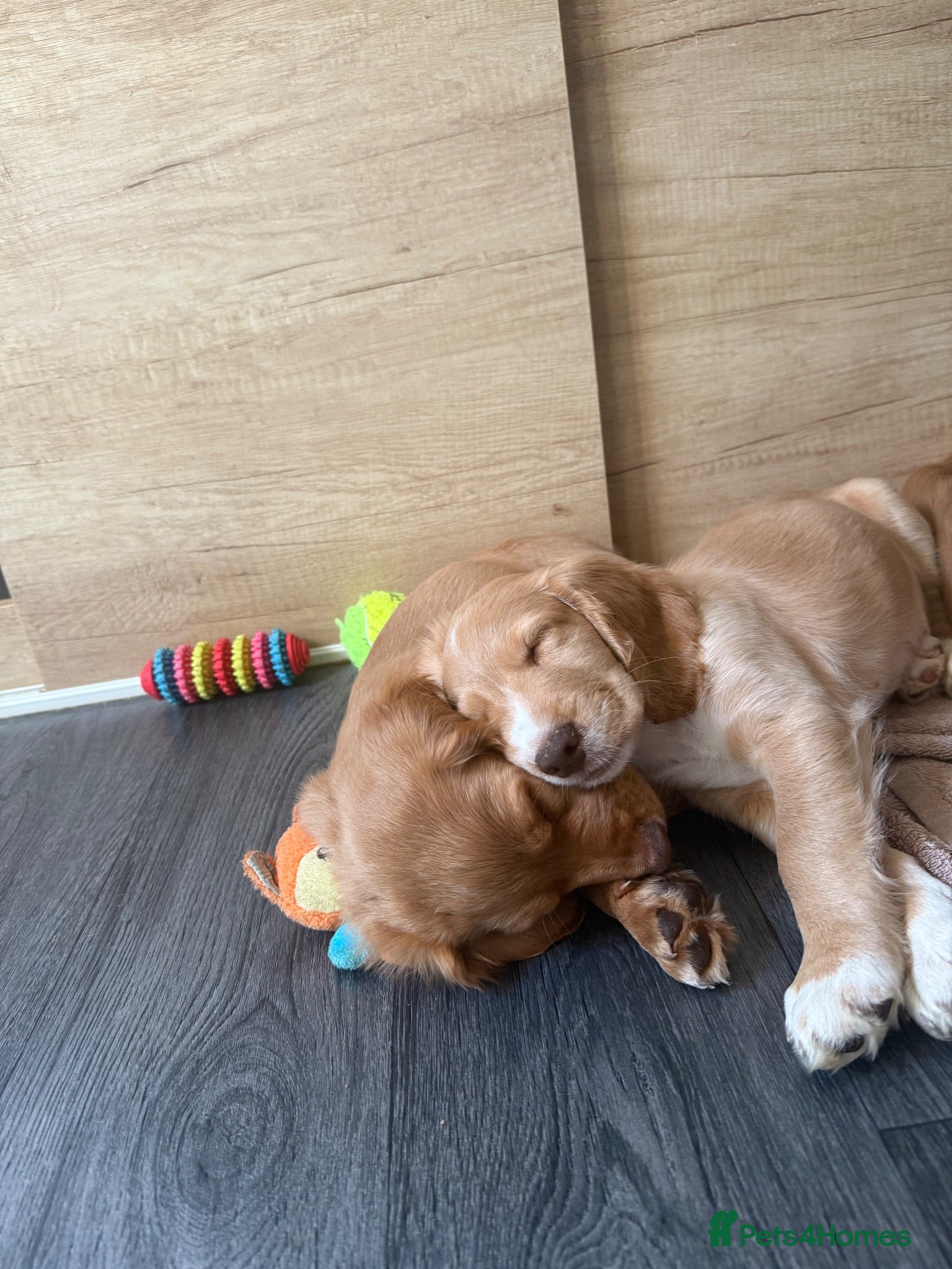 Cocker Spaniel dogs Ready to Re home Cockers  - Advert 5