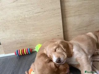 Cocker Spaniel dogs Ready to Re home Cockers - Advert 5
