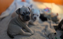 Mixed Breed dogs for sale: French bulldog x Chihuahua puppies - Image 17