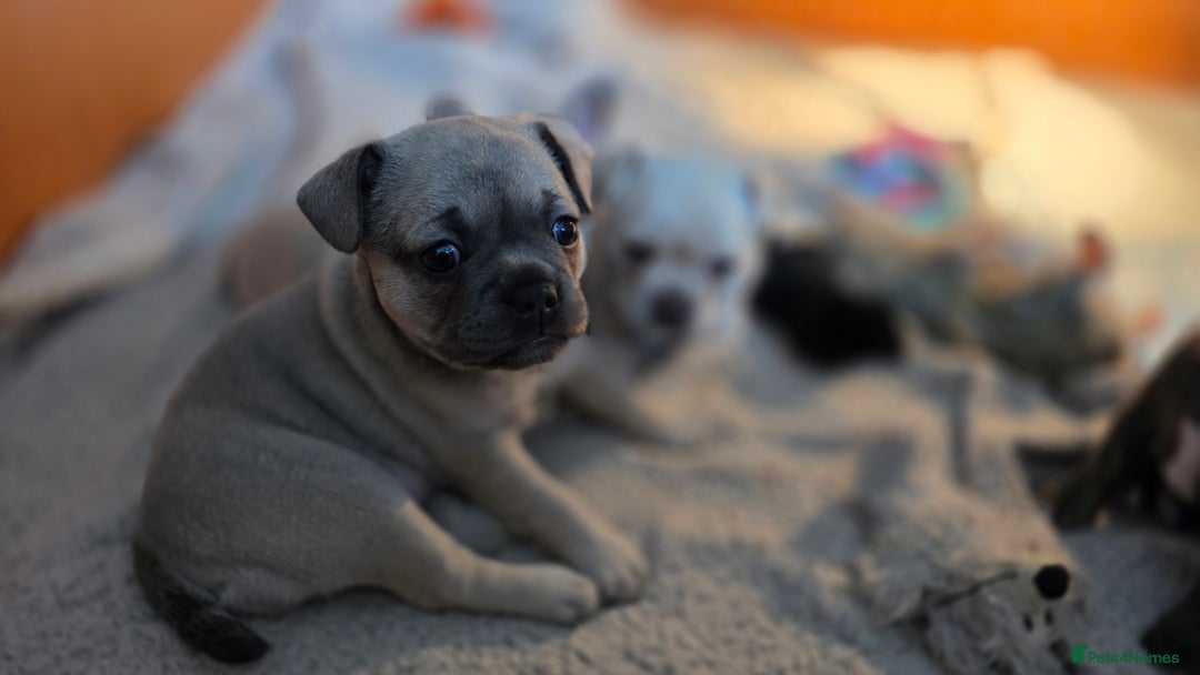 Mixed Breed dogs for sale: French bulldog x Chihuahua puppies - Image 17