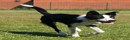 Border Collie dogs for sale: Max - Friendly Border Collie, Great with Kids in Saint Helens - Advert 2