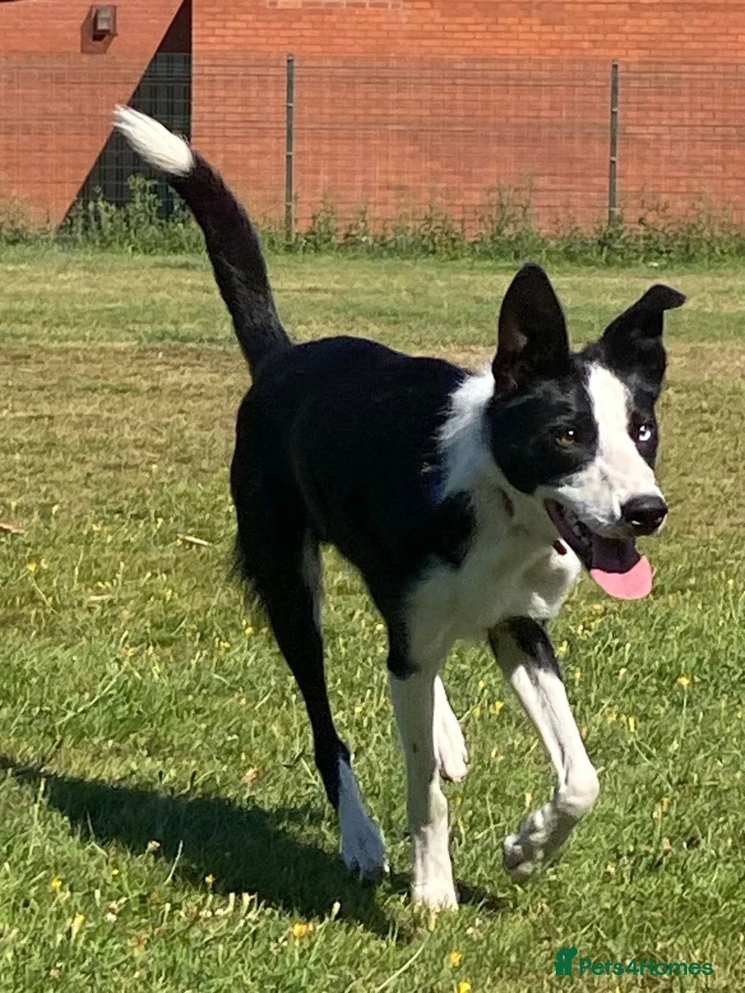 Border Collie dogs for sale: Max - Friendly Border Collie, Great with Kids in Saint Helens - Advert 2