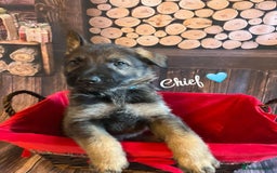 German Shepherd dogs for sale: German Shepherd pups Black&Sable..stunning litter! - Advert 4