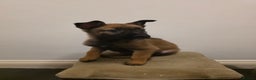 Belgian Shepherd Dog dogs for sale: Dutch Herder Puppies - Advert 9