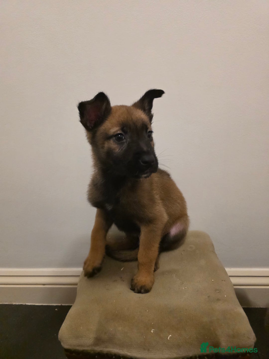 Belgian Shepherd Dog dogs for sale: Dutch Herder Puppies - Advert 9