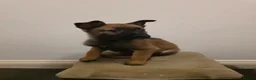 Belgian Shepherd Dog dogs for sale: Dutch Herder Puppies - Advert 9