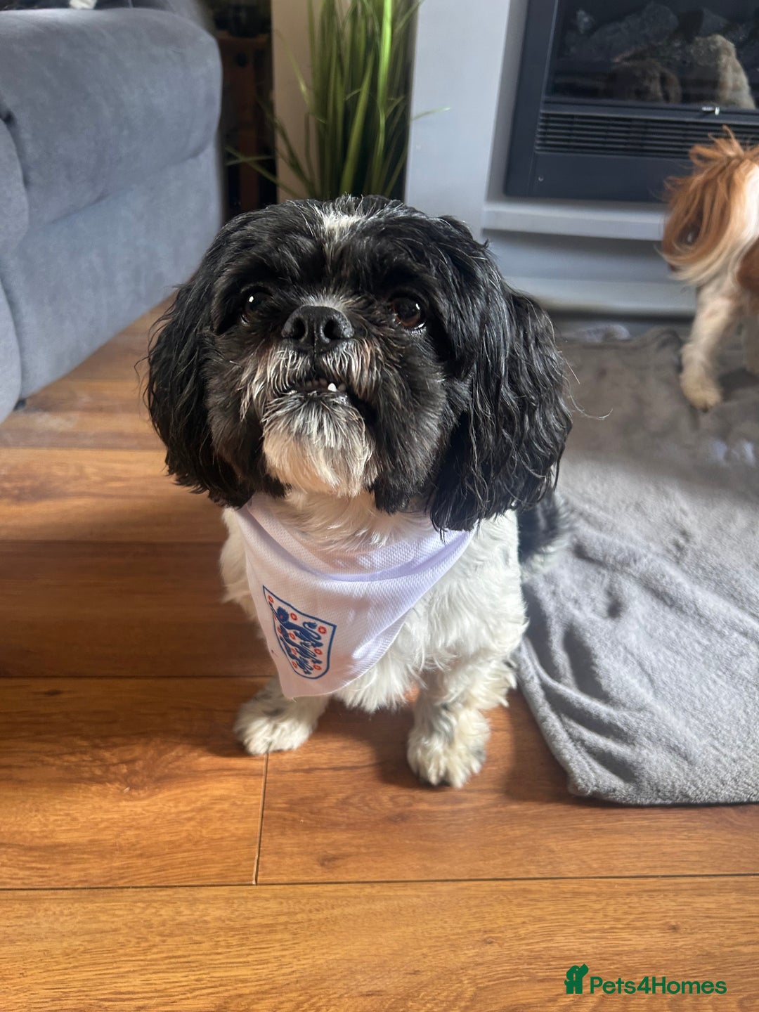 Shih Tzu dogs for stud: Sid the shih tzu stud  - Image 2
