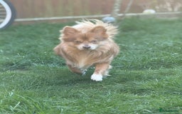 Pomchi dogs for stud: Marvel the pomchi  - Image 5