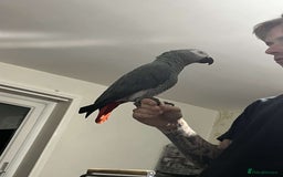Parrots birds for sale: African grey male  - Image 1