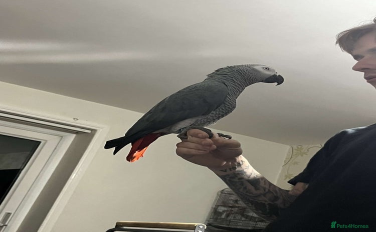Parrots birds - Advert 12