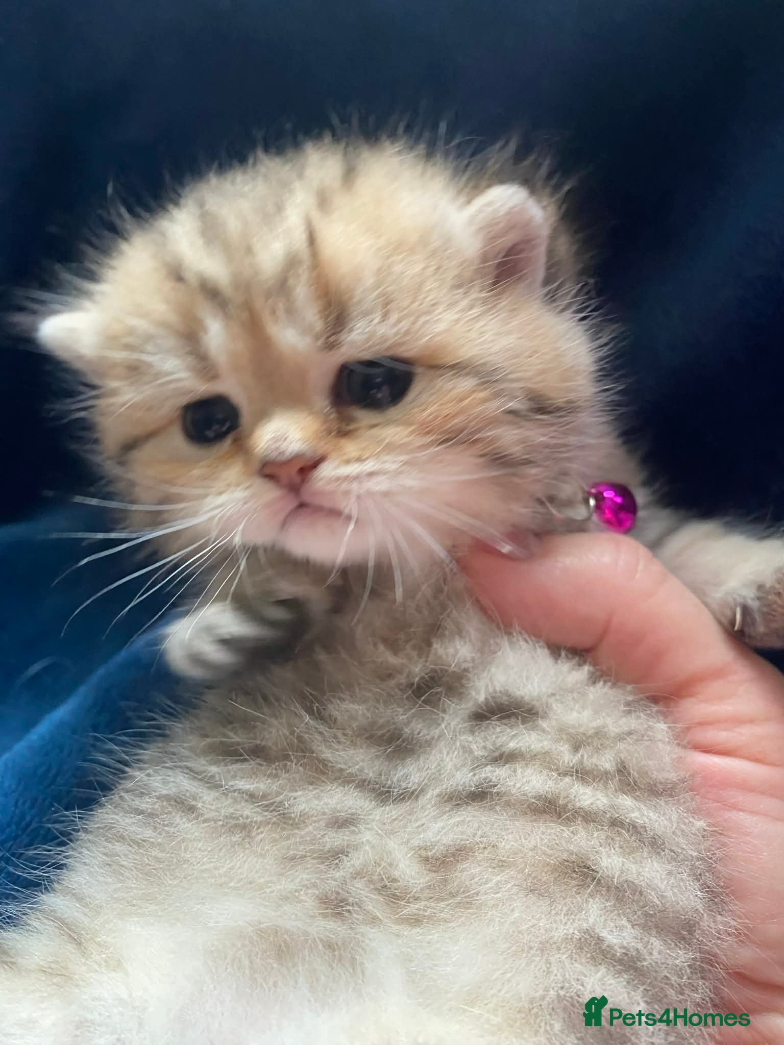 British Shorthair cats British shorthair kittens  - Advert 1