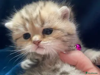 British Shorthair cats British shorthair kittens - Advert 1