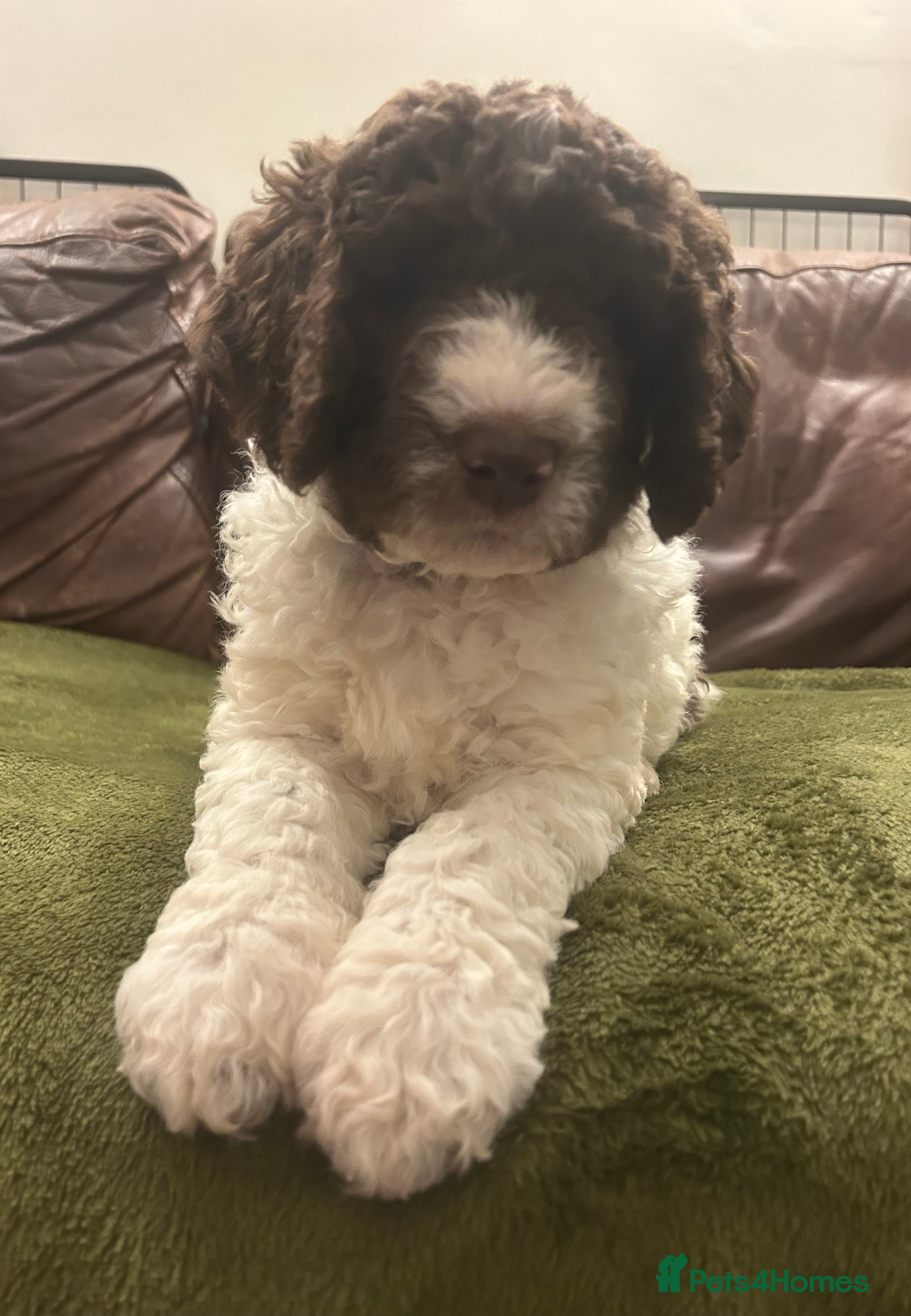 Newfypoo dogs F1B Parti Newfypoo  - Advert 2