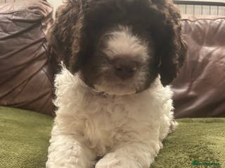 Newfypoo dogs F1B Parti Newfypoo - Advert 2