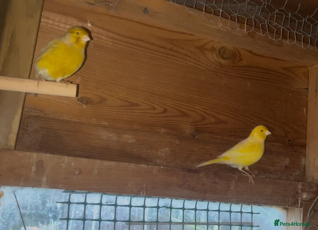 Canaries birds for sale: Male canaries - Advert 2