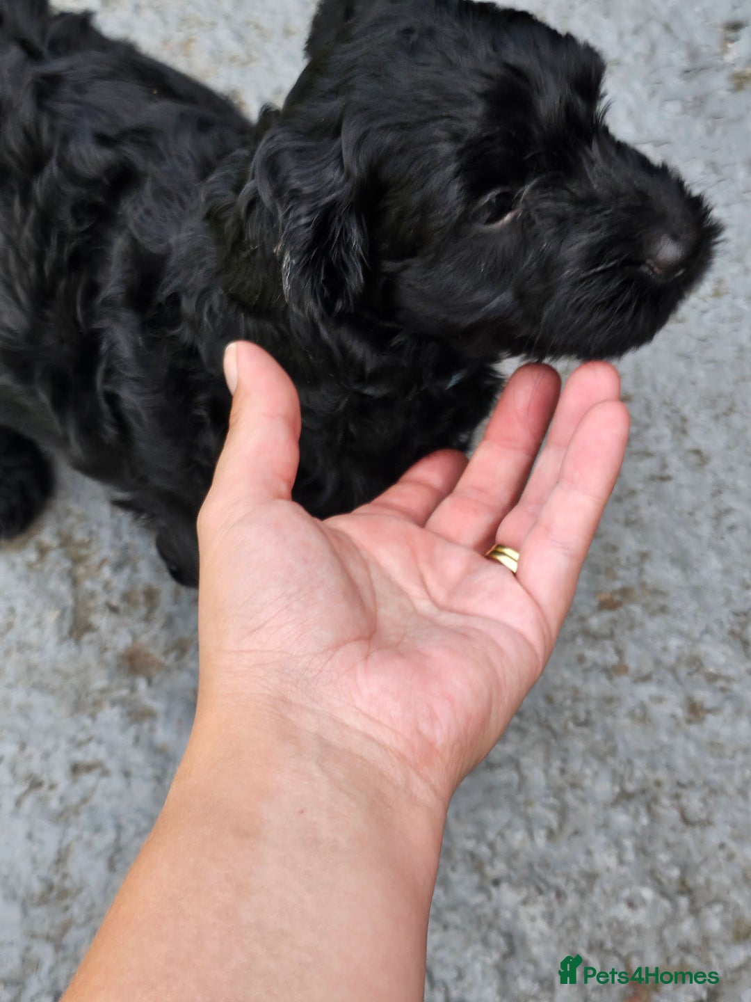 Cockapoo dogs for sale: Cockapoo boys  - Image 10