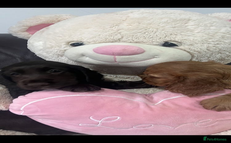 Cocker Spaniel dogs Stunning full pedigree show cocker spaniels  - Advert 5