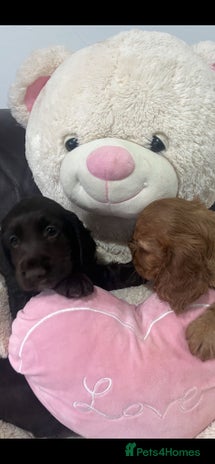 Cocker Spaniel dogs Stunning full pedigree show cocker spaniels - Advert 5