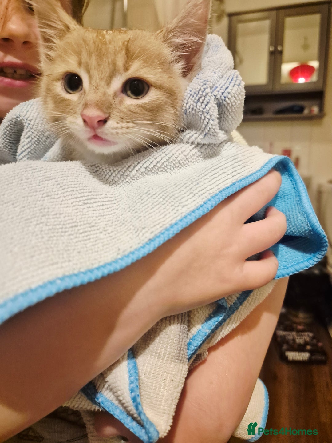 Mixed Breed cats for sale: Ginger kitten male left  - Image 4