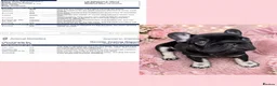 French Bulldog dogs for sale: KC registered French Bulldog puppies - Advert 14
