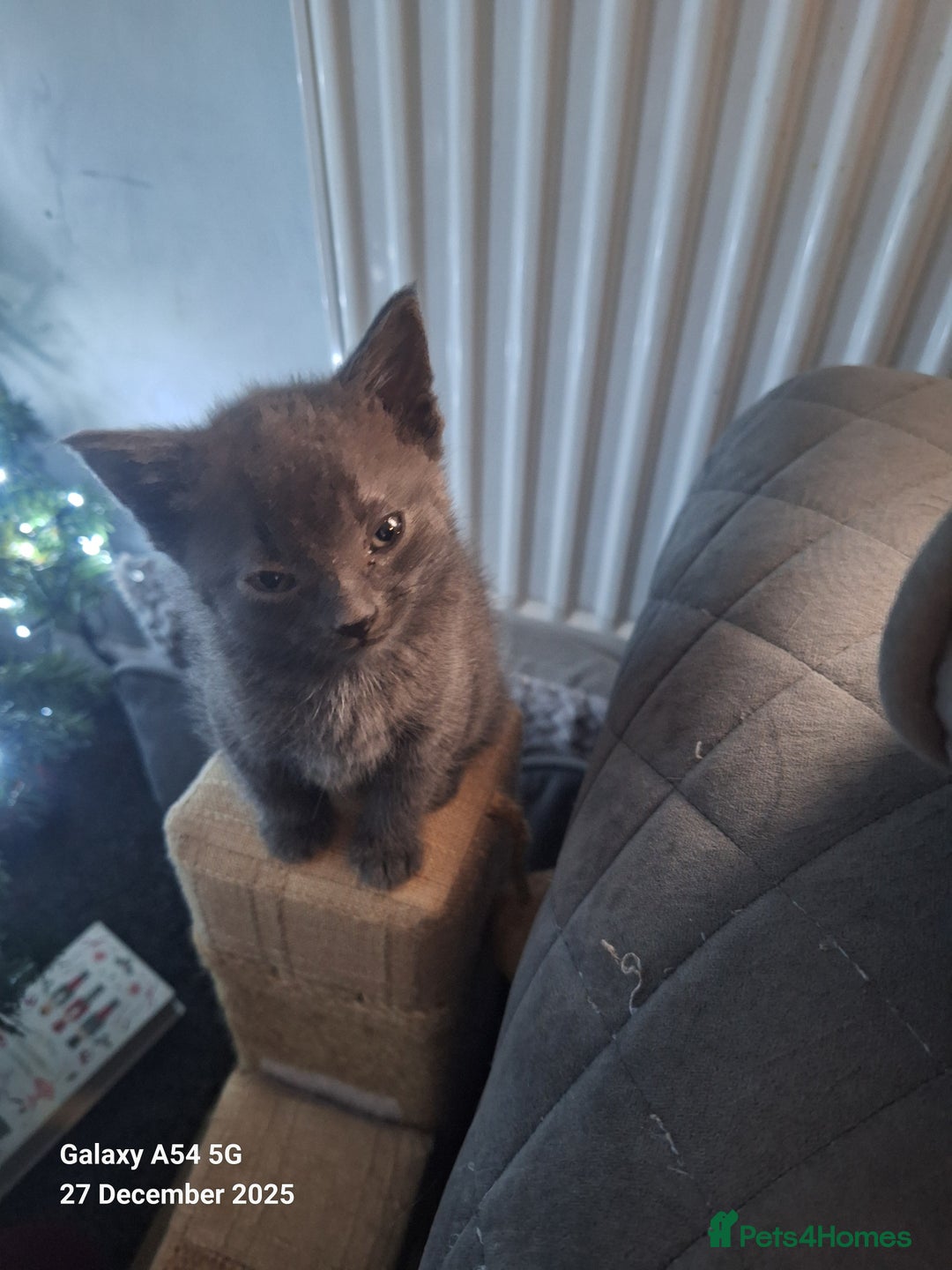 British Shorthair cats for sale: Kittens for sale  - Advert 3
