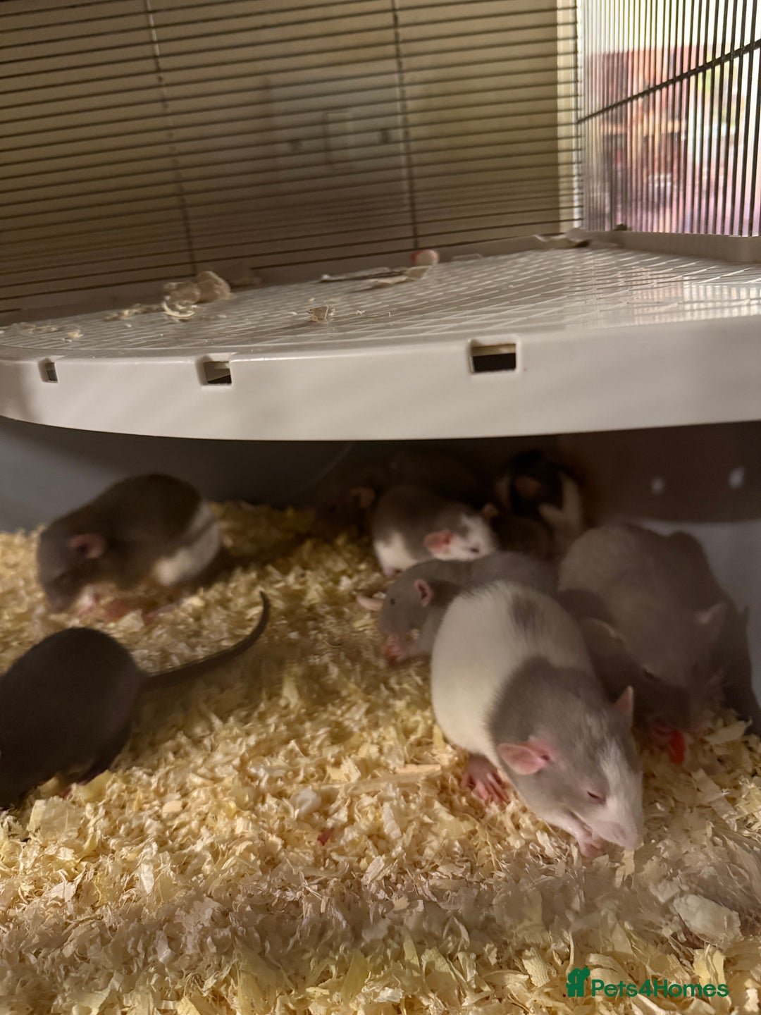 Rat rodents for sale: Adorable baby dumbo rats - Advert 19