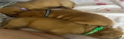 Dogue De Bordeaux dogs for sale: Beautiful chunky Douge de Bordeaux pups - Advert 11
