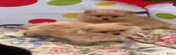 Pomeranian dogs for sale: Beautiful Pomeranian puppies 🐶  - Advert 6