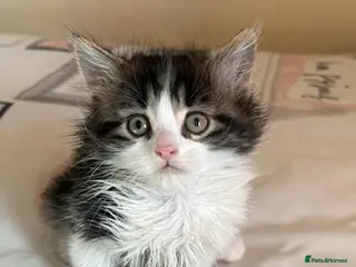 Mixed Breed cats Maine Coon Cross Kitten - Advert 4