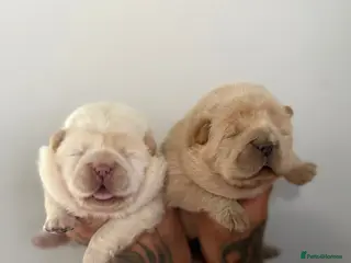 Chow Chow dogs Platinum chow chow - Advert 1
