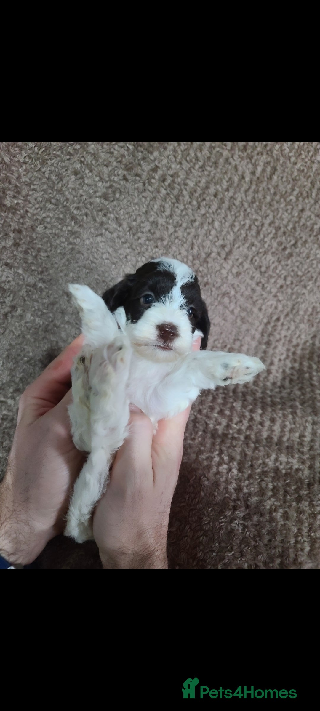 Cavapoo dogs for sale: F1b Cavapoos. Chocolate Parti. HEALTH TESTED - Advert 5